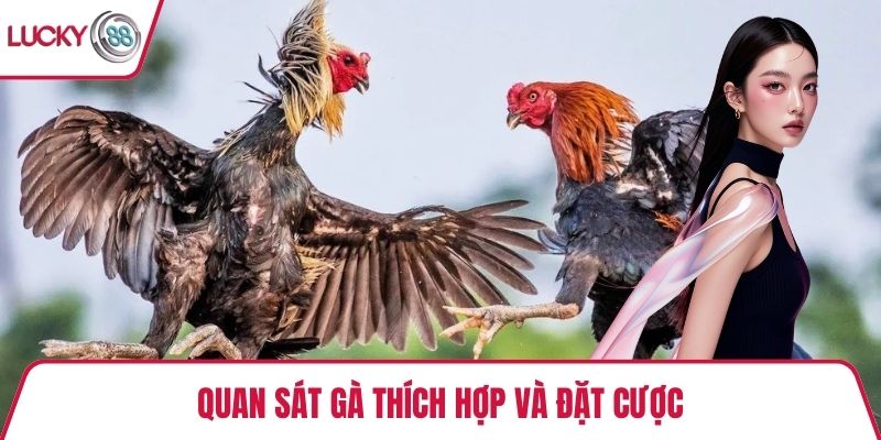 Quan sát gà thích hợp và đặt cược