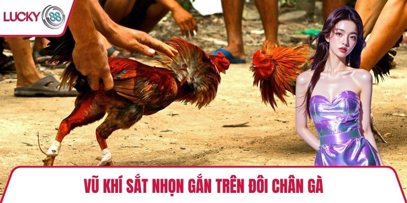 Vũ khí sắt nhọn gắn trên đôi chân gà